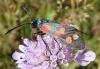 Zygaena filipendulae